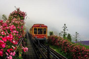 Thung lũng hoa hồng lớn nhất Việt Nam ở đâu?