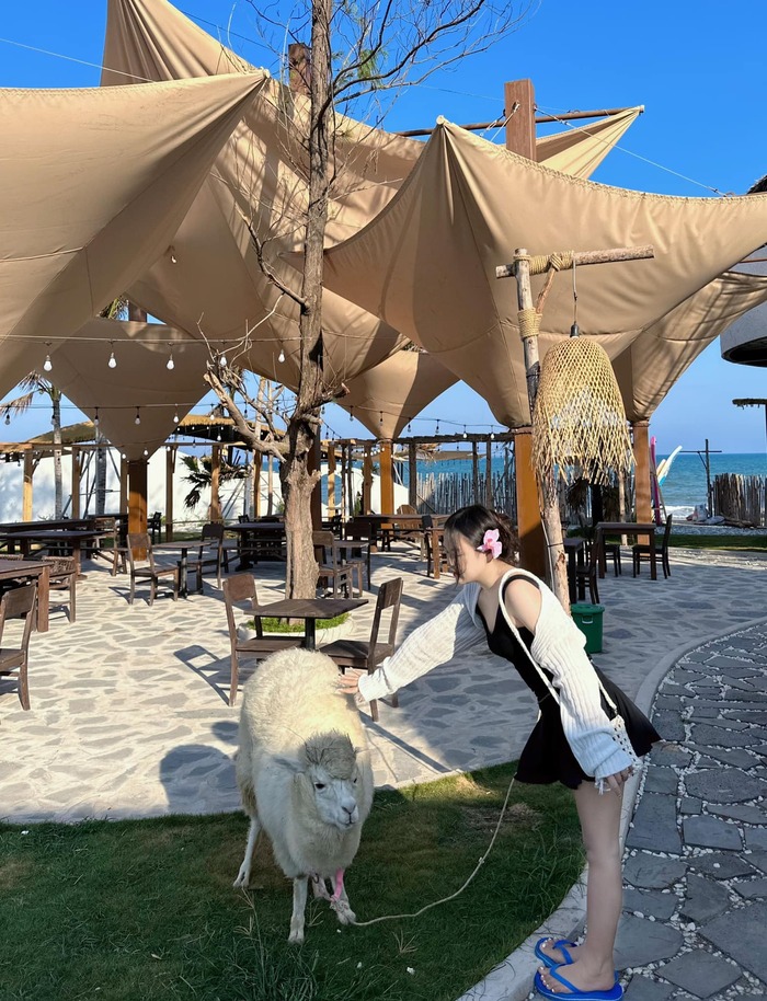 vui chơi cùng các loài động vật nhỏ đáng yêu tại homestay đẹp ở Phan Thiết 